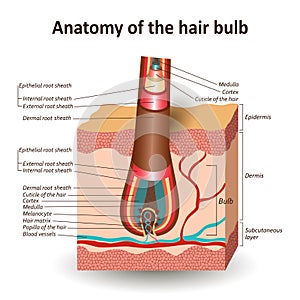 The structure of the hair bulb in cross skin layer, anatomical medical education banner. Vector illustration