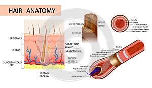 Structure of the hair. Detailed medical illustration.