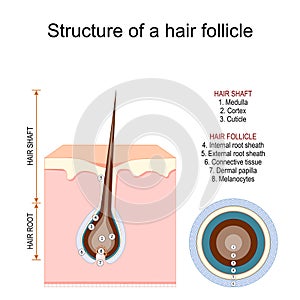 Structure of a hair follicle. Anatomy of hair shaft photo