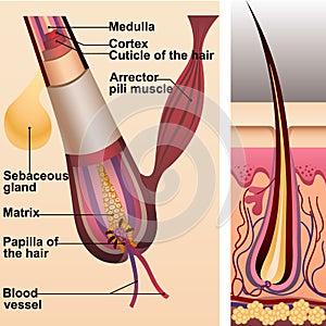 Structure of hair and follicle and sebaceous gland