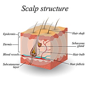 The structure of the hair scalp, anatomical training poster, vector illustration.