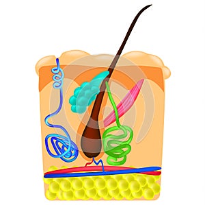 The structure of the hair. Sebaceous gland. Sweat gland. Infographics. Vector illustration on isolated background