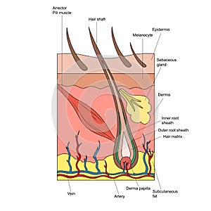 Structure of hair and skin diagram medical science
