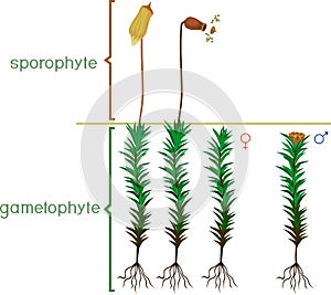 Structure of haircap moss gametophyte with sporophyte with titles. Male and female plants photo