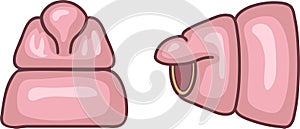 Structure of head (with prostomium and peristomium) of earthworm