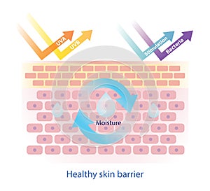 Structure of healthy skin barrier vector illustration isolated on white background.