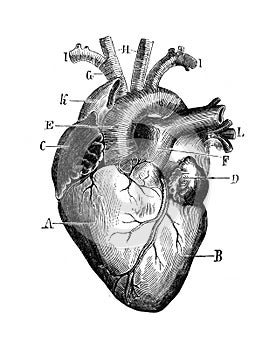 Structure of the heart in the old book the Elementary anatomy, physiology and hygiene, by M. Gerasimov, 1899, St. Petersburg