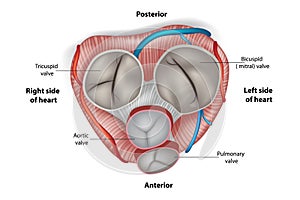 Structure of the heart valves. Vector
