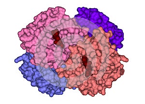 Structure of Hemoglobin photo