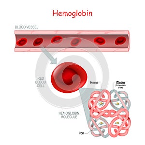 Structure of the hemoglobin molecule photo