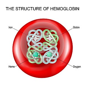 Hemoglobin into a Red blood cell
