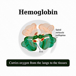 The structure of hemoglobin. Vector illustration