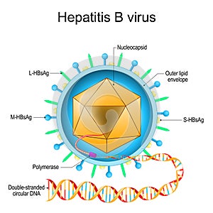 Structure of Hepatitis B virus. Virion anatomy