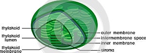 Structure of higher-plant chloroplast