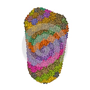 Structure of the HIV-1 capsid, 3D surface model
