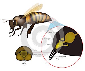 The structure of the Honey Bee Sting. Anatomy of the stinger apparatus.