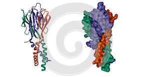 Structure of hormone resistin