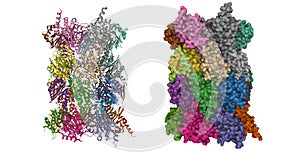 Structure of human 20S proteasome