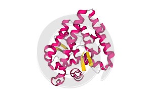 Structure of the human androgen receptor