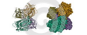Structure of human apo aldehyde dehydrogenase (ALDH1A1) photo