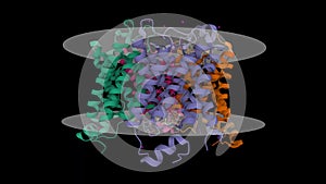 Structure of human aquaporin 5 &#AQP5&# with putative membrane shown