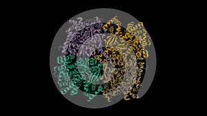 Structure of human brain glycogen phosphorylase