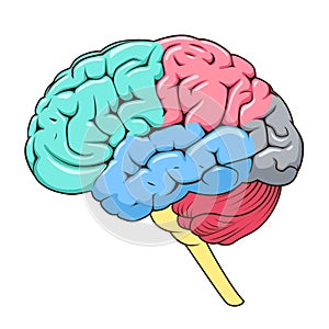 Structure of human brain schematic vector