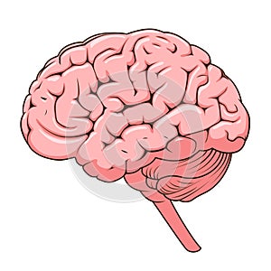 Structure of human brain schematic vector photo