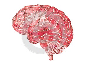 Structure of the human brain. Side Lateral view. Medical watercolor anatomy illustration. Hand drawn elegant anatomical