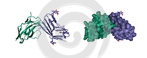 Structure of human CD47 (violet) in complex with human signal-regulatory protein SIRP alpha (green)