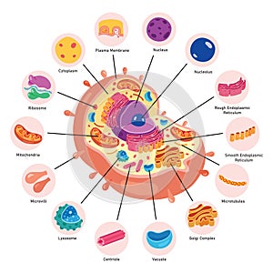 The Structure Of Human Cell