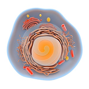 Structure of the human cell photo