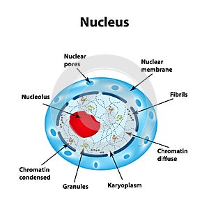 The structure of the human cell nucleus. Infographics.