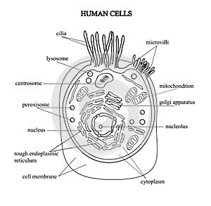 The structure of the human cells in a graphic image, cell components on a colored background