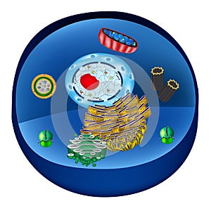 Structure of human cells. Organelles. The core nucleus, endoplasmic reticulum, Golgi photo