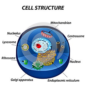 Structure of human cells. Organelles. The core nucleus, endoplasmic reticulum, Golgi photo