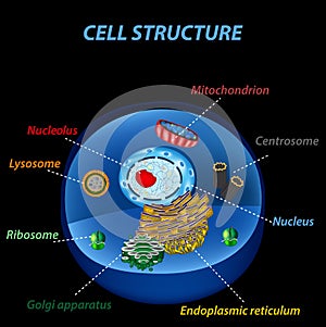 Structure of human cells. Organelles. The core nucleus, endoplasmic reticulum, Golgi photo