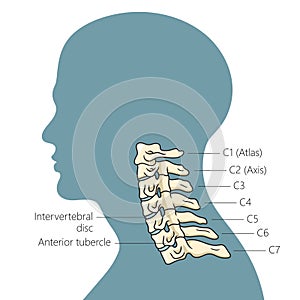 Structure of human cervical spine schematic raster