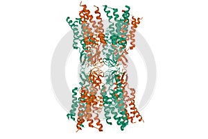 Structure of the human connexin-26 dodecamer, 3D cartoon model photo