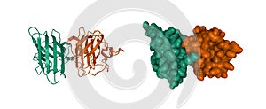 Structure of human Cu, Zn superoxide dismutase