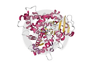 Structure of human cytochrome P450 CYP2C9 with heme and warfarin bound photo