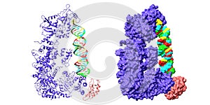 Structure of human dicer (blue) complexed with RISC-loading complex subunit TARBP2 (pink) and pre-miRNA