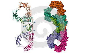 Structure of human dimeric immunoglobulin A