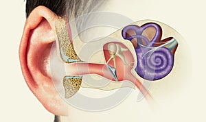 Structure of the human ear. Image