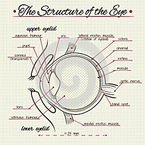 The structure of the human eye