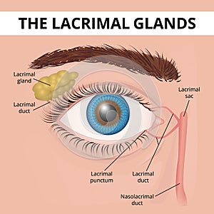 Structure of the human eye and lacrimal glands photo