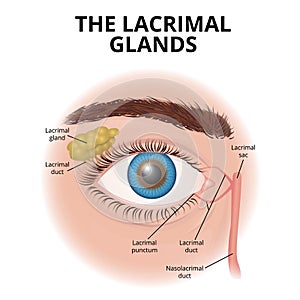 Structure of the human eye and lacrimal glands