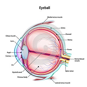 Structure of the human eyeball with the name and description of all sites. Medical didactic anatomy poster photo