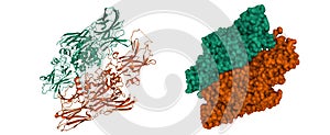 Structure of human factor XIII