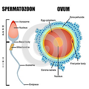 Struktura z člověk vejce a spermie 